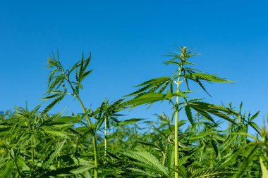 Tıbbi kenevir ürünlerinin yasallaştırılması için mavi gökyüzünün altında, esrar tarlasında bulunan güzel kenevir yaprağı yasadışı uyuşturucu yasal yaprakları ot tarlalarını yemliyor.