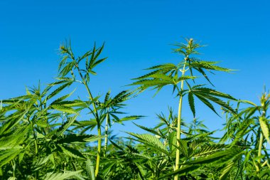 Tıbbi kenevir ürünlerinin yasallaştırılması için mavi gökyüzünün altında, esrar tarlasında bulunan güzel kenevir yaprağı yasadışı uyuşturucu yasal yaprakları ot tarlalarını yemliyor.