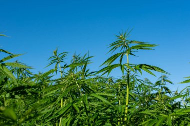 Tıbbi kenevir ürünlerinin yasallaştırılması için mavi gökyüzünün altında, esrar tarlasında bulunan güzel kenevir yaprağı yasadışı uyuşturucu yasal yaprakları ot tarlalarını yemliyor.