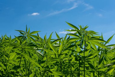 Tıbbi kenevir ürünlerinin yasallaştırılması için mavi gökyüzünün altında, esrar tarlasında bulunan güzel kenevir yaprağı yasadışı uyuşturucu yasal yaprakları ot tarlalarını yemliyor.