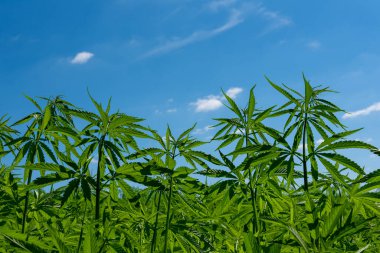 Tıbbi kenevir ürünlerinin yasallaştırılması için mavi gökyüzünün altında, esrar tarlasında bulunan güzel kenevir yaprağı yasadışı uyuşturucu yasal yaprakları ot tarlalarını yemliyor.
