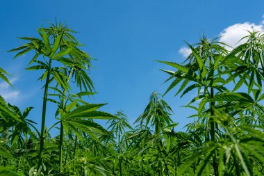 Tıbbi kenevir ürünlerinin yasallaştırılması için mavi gökyüzünün altında, esrar tarlasında bulunan güzel kenevir yaprağı yasadışı uyuşturucu yasal yaprakları ot tarlalarını yemliyor.