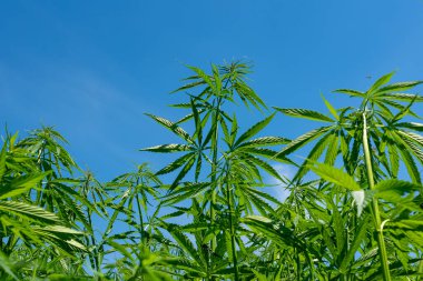 Tıbbi kenevir ürünlerinin yasallaştırılması için mavi gökyüzünün altında, esrar tarlasında bulunan güzel kenevir yaprağı yasadışı uyuşturucu yasal yaprakları ot tarlalarını yemliyor.