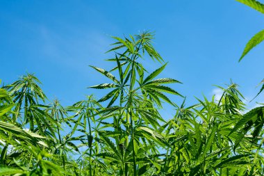 Tıbbi kenevir ürünlerinin yasallaştırılması için mavi gökyüzünün altında, esrar tarlasında bulunan güzel kenevir yaprağı yasadışı uyuşturucu yasal yaprakları ot tarlalarını yemliyor.