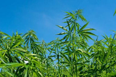 Tıbbi kenevir ürünlerinin yasallaştırılması için mavi gökyüzünün altında, esrar tarlasında bulunan güzel kenevir yaprağı yasadışı uyuşturucu yasal yaprakları ot tarlalarını yemliyor.