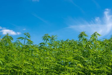 Tıbbi kenevir ürünlerinin yasallaştırılması için mavi gökyüzünün altında, esrar tarlasında bulunan güzel kenevir yaprağı yasadışı uyuşturucu yasal yaprakları ot tarlalarını yemliyor.