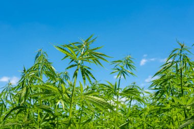 Tıbbi kenevir ürünlerinin yasallaştırılması için mavi gökyüzünün altında, esrar tarlasında bulunan güzel kenevir yaprağı yasadışı uyuşturucu yasal yaprakları ot tarlalarını yemliyor.
