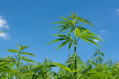 Tıbbi kenevir ürünlerinin yasallaştırılması için mavi gökyüzünün altında, esrar tarlasında bulunan güzel kenevir yaprağı yasadışı uyuşturucu yasal yaprakları ot tarlalarını yemliyor.