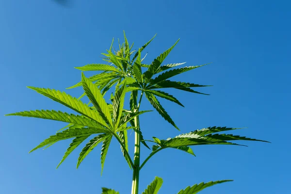 Vacker Hampa Blad Marijuana Fält Den Blå Himlen Med Sol — Stockfoto