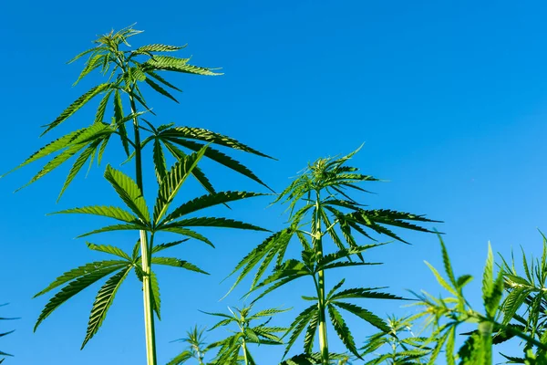 stock image beautiful hemp leaf on a marijuana field under the blue sky with sun and clouds for legalization of medical cannabis products cbd thc illegal drug legal leafes lush dope farm