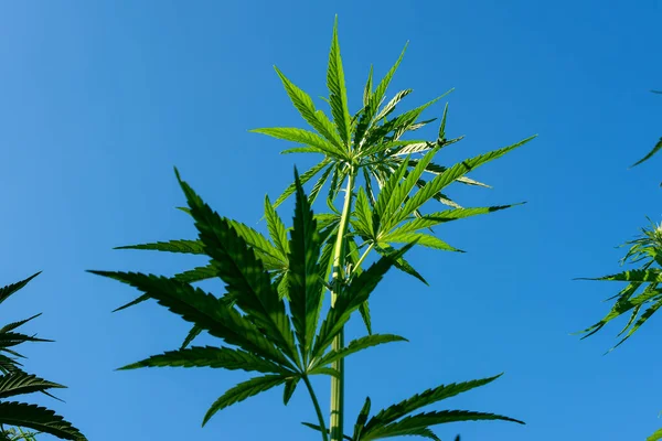 stock image beautiful hemp leaf on a marijuana field under the blue sky with sun and clouds for legalization of medical cannabis products cbd thc illegal drug legal leafes lush dope farm