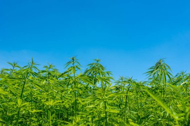 Tıbbi kenevir ürünlerinin yasallaştırılması için mavi gökyüzünün altında, esrar tarlasında bulunan güzel kenevir yaprağı yasadışı uyuşturucu yasal yaprakları ot tarlalarını yemliyor.
