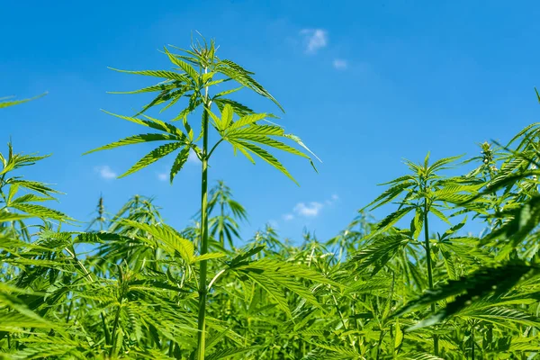 stock image beautiful hemp leaf on a marijuana field under the blue sky with sun and clouds for legalization of medical cannabis products cbd thc illegal drug legal leafes lush dope farm