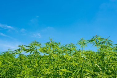 Tıbbi kenevir ürünlerinin yasallaştırılması için mavi gökyüzünün altında, esrar tarlasında bulunan güzel kenevir yaprağı yasadışı uyuşturucu yasal yaprakları ot tarlalarını yemliyor.