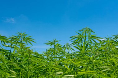 Tıbbi kenevir ürünlerinin yasallaştırılması için mavi gökyüzünün altında, esrar tarlasında bulunan güzel kenevir yaprağı yasadışı uyuşturucu yasal yaprakları ot tarlalarını yemliyor.