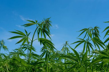 Tıbbi kenevir ürünlerinin yasallaştırılması için mavi gökyüzünün altında, esrar tarlasında bulunan güzel kenevir yaprağı yasadışı uyuşturucu yasal yaprakları ot tarlalarını yemliyor.