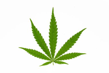 Marihuana kenevir yaprağı tarlasında kenevir yaprağı sativa yaprağı ot tıbbi kenevir haşhaş esrar tarlası yasal veya yasadışı uyuşturucu bırakırlar