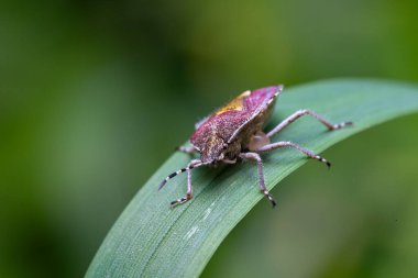 Detaylı vücut, bacak ve kanatları gösteren bir böceğin makro fotoğrafı, vahşi yaşamın yüksek çözünürlüklü yakın çekimi