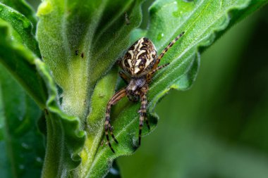 Detaylı vücut, bacak ve kanatları gösteren bir böceğin makro fotoğrafı, vahşi yaşamın yüksek çözünürlüklü yakın çekimi