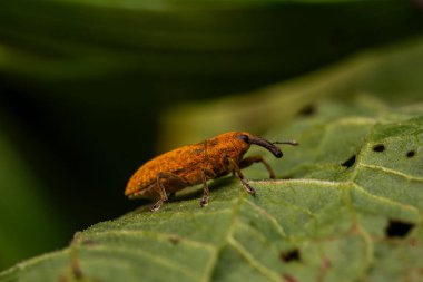 Detaylı vücut, bacak ve kanatları gösteren bir böceğin makro fotoğrafı, vahşi yaşamın yüksek çözünürlüklü yakın çekimi