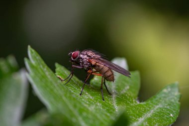 Detaylı vücut, bacak ve kanatları gösteren bir böceğin makro fotoğrafı, vahşi yaşamın yüksek çözünürlüklü yakın çekimi