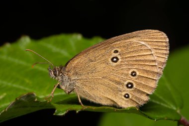 Detaylı vücut, bacak ve kanatları gösteren bir böceğin makro fotoğrafı, vahşi yaşamın yüksek çözünürlüklü yakın çekimi