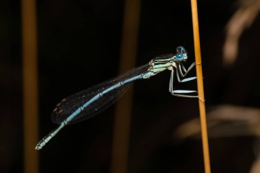 Detaylı vücut, bacak ve kanatları gösteren bir böceğin makro fotoğrafı, vahşi yaşamın yüksek çözünürlüklü yakın çekimi