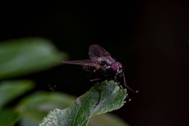Detaylı vücut, bacak ve kanatları gösteren bir böceğin makro fotoğrafı, vahşi yaşamın yüksek çözünürlüklü yakın çekimi