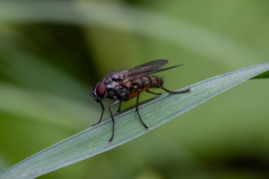 Detaylı vücut, bacak ve kanatları gösteren bir böceğin makro fotoğrafı, vahşi yaşamın yüksek çözünürlüklü yakın çekimi