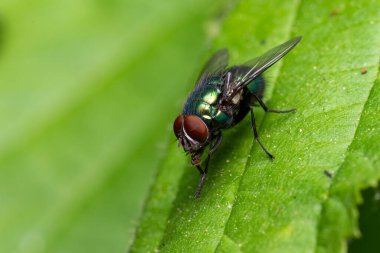 Detaylı vücut, bacak ve kanatları gösteren bir böceğin makro fotoğrafı, vahşi yaşamın yüksek çözünürlüklü yakın çekimi