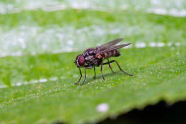 Detaylı vücut, bacak ve kanatları gösteren bir böceğin makro fotoğrafı, vahşi yaşamın yüksek çözünürlüklü yakın çekimi