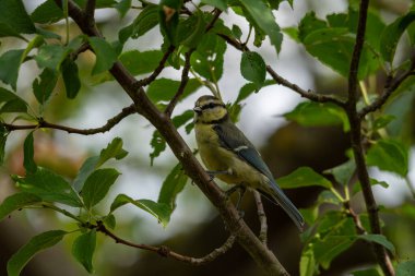 Detaylı tüyleri olan renkli bir kuşun makro yakın çekimi, keskin odaklı ve canlı tüylü vahşi doğa fotoğrafçılığı