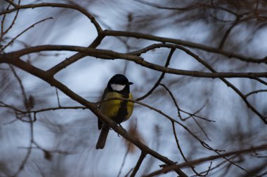 Detaylı tüyleri olan renkli bir kuşun makro yakın çekimi, keskin odaklı ve canlı tüylü vahşi doğa fotoğrafçılığı