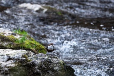 Detaylı tüyleri olan renkli bir kuşun makro yakın çekimi, keskin odaklı ve canlı tüylü vahşi doğa fotoğrafçılığı