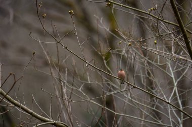 Detaylı tüyleri olan renkli bir kuşun makro yakın çekimi, keskin odaklı ve canlı tüylü vahşi doğa fotoğrafçılığı