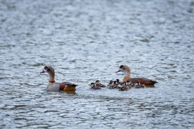 Detaylı tüyleri olan renkli bir kuşun makro yakın çekimi, keskin odaklı ve canlı tüylü vahşi doğa fotoğrafçılığı