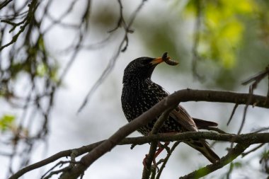Detaylı tüyleri olan renkli bir kuşun makro yakın çekimi, keskin odaklı ve canlı tüylü vahşi doğa fotoğrafçılığı