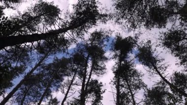 Uzun ağaçlardan oluşan bir grup birbirine yakın durarak sık bir orman örtüsü oluşturuyor. Güneş ışığı yaprakların arasından süzülerek ağaçların etkileyici yüksekliğini vurgular..