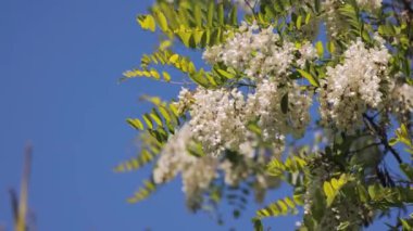 Beyaz çiçekler ve yeşil yapraklarla süslenmiş bir akasya ağacı rüzgarda hafifçe sallanıyor, doğanın güzelliğini sergiliyor..