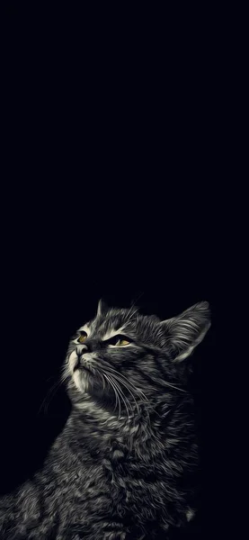 黑白相间的猫 绿色的眼睛仰望夜空 全屏流行艺术墙纸 — 图库照片