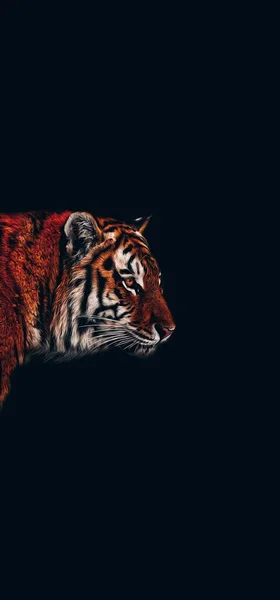 Retrato Tigre Escuridão Papel Parede Fundo Vida Selvagem Tela Cheia — Fotografia de Stock