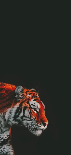 黑壁纸上的老虎肖像 全屏野生动物背景 — 图库照片