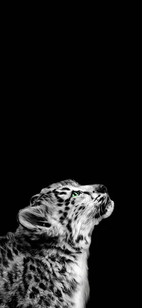 Neve Leopardo Carta Parati Illustrazione Nero — Foto Stock