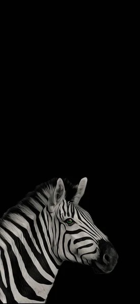 Zebra on dark background. Black and white illustration wallpaper image