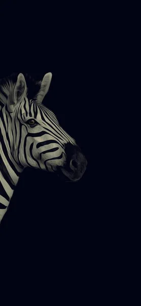 Zebra Ciemnym Tle Czarny Biały Ilustracja Tapety Obraz — Zdjęcie stockowe