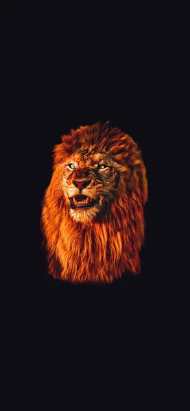 African Red Lion King Long Hair Green Eye Isolated Black — Stock Photo, Image