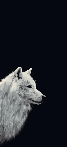 White Wolf portrait in black oil painting wallpaper illustration, horizontal full screen background.
