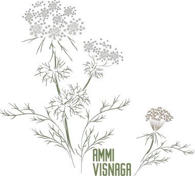Khella sapı yapraklı ve çiçek açan renk vektör silueti. Ammi visnaga bitkisi tıbbi bitki taslağı. İlaç ve kozmetik ürünleri için renkli Ammi visnaga silueti.