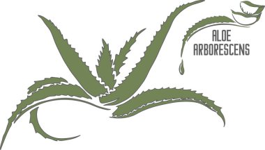 Aloe ağaçlarının yaprakları yeşil renkli vektör silueti. Aloe bitkisinin tıbbi bitki taslağı. İlaç ve kozmetik ürünleri için yeşil renkli ve gri hatlı Aloe ağaç kesimleri..