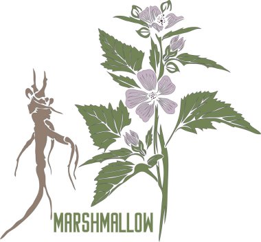 Aralia Mandshurica meyve vektörü siluetiyle ortaya çıktı. Aralia Mançurya 'nın tıbbi bitki taslağı. Aralia Mandshurica bitki silueti. İlaç ve kozmetik ürünleri için..